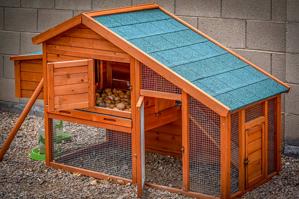 Chicken Coop Hen house with many eggs. chicken coop stock pictures, royalty-free photos & images
