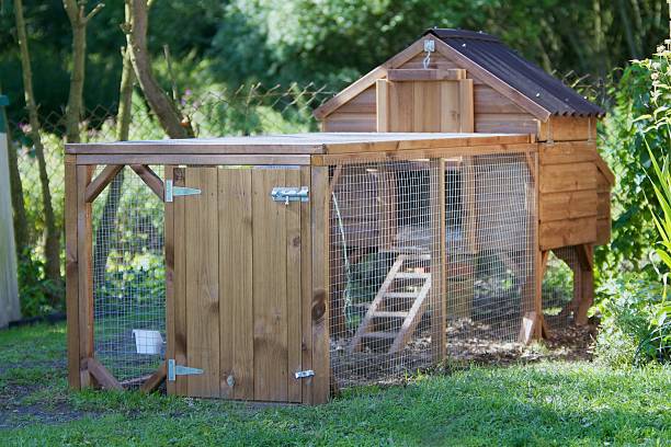 Chicken Coup... A modern day chicken coop, these small wooden houses are home to 4 or 5 chickens. The chickens have the freedom of the garden throughout the day then the safety of the house at dusk...More Chicken Images... chicken coop stock pictures, royalty-free photos & images