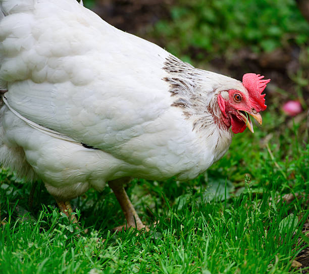 Chicken Eating - Close Up A portrait of a chicken with it's beak open eating a blade of grass. white leghorn stock pictures, royalty-free photos & images
