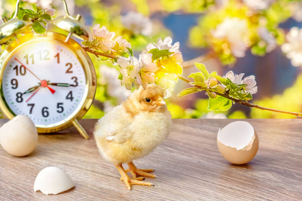 Chicken, eggshells, alarm clock on a table garden stock photo