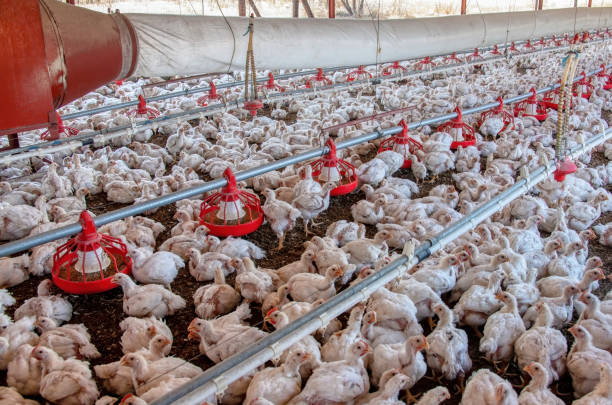 chicken farming stock photo