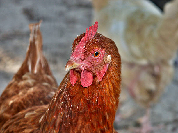Chicken head stock photo