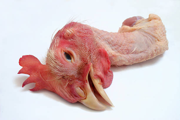 Chicken Head stock photo