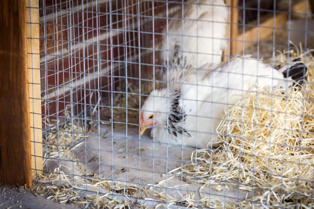Chicken in a cage. Chicken flu, diseases. Free range chickens. stock photo