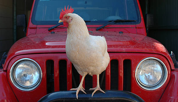 Chicken on Jeep stock photo