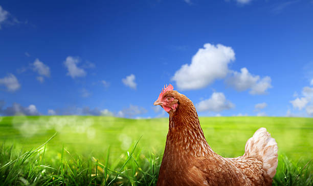 chicken over green landscape stock photo
