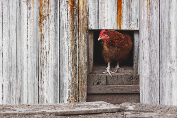 Chicken peeping out from the coop. Rural poultry farm. Agriculture and agribusiness. Subsistence farming, hasbandry, hennery, hencoop chicken coop stock pictures, royalty-free photos & images