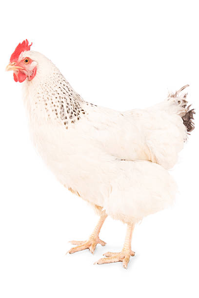 chicken a leghorn chicken white leghorn stock pictures, royalty-free photos & images