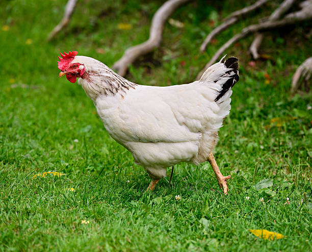 Chicken Strutting on a Farm A chicken strutting outside on a farm. white leghorn stock pictures, royalty-free photos & images