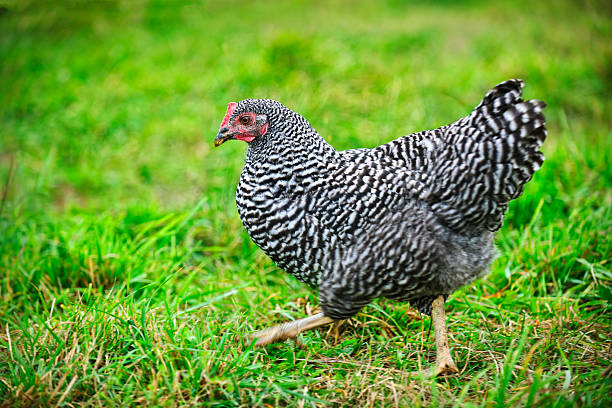 Chicken walking on green pasture stock photo