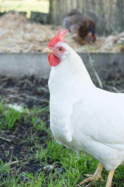 Chicken with it's beak open eating a blade of grass. A portrait of hen leghorn with it's beak open eating a blade of grass. white leghorn stock pictures, royalty-free photos & images