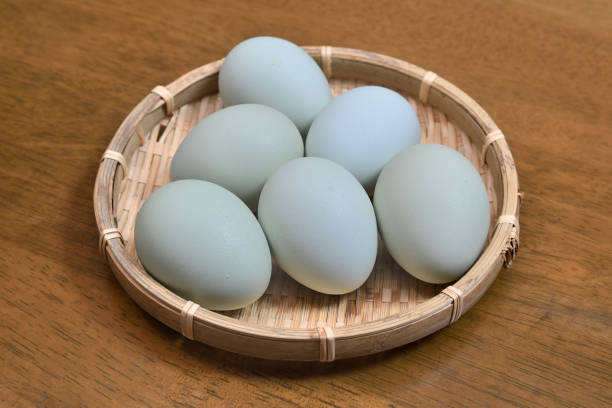 Chicken's blue egg stock photo