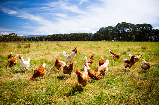 A flock of chickens roam freely in a lush green paddock near Clarkefield in Victoria, Australia