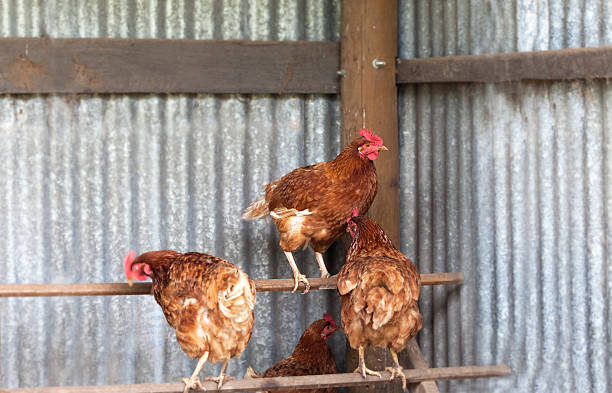 Chickens on perch in hen house Chickens on perch in hen house with one chicken looking at camera perching stock pictures, royalty-free photos & images