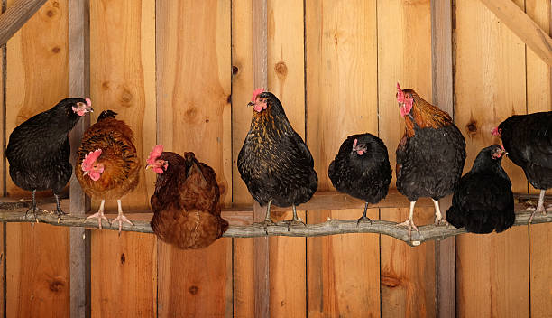 Chickens roosting Chickens in coop roosting perching stock pictures, royalty-free photos & images