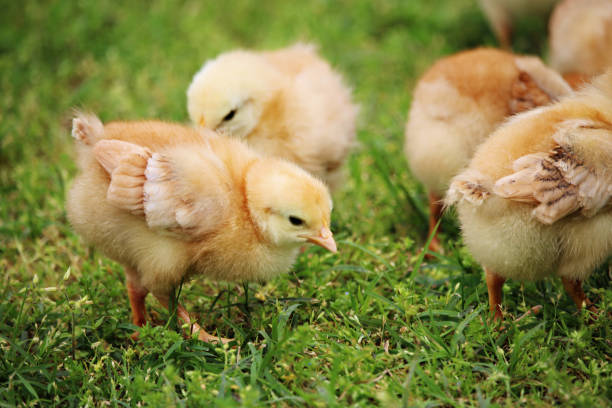 Chicks playing on the farm stock photo