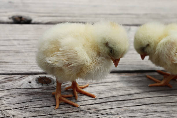 Chicks playing on the farm stock photo