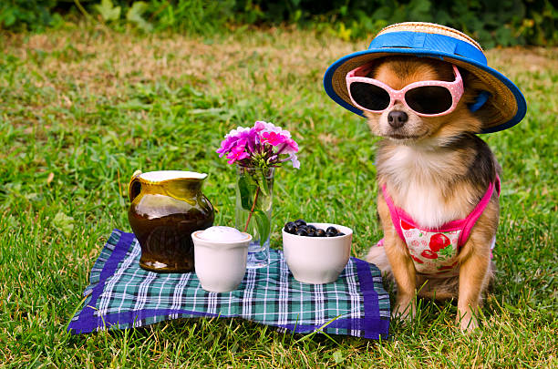 Chihuahua dog at the picnic stock photo
