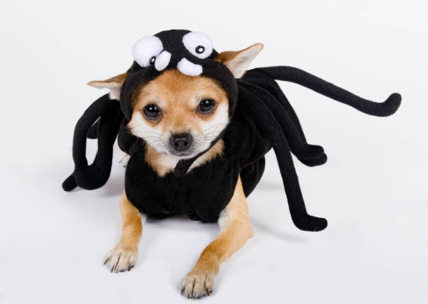 Chihuahua dressed up in spider costume Cute chihuahua is wearing a spider costume for Halloween. cute spider stock pictures, royalty-free photos & images