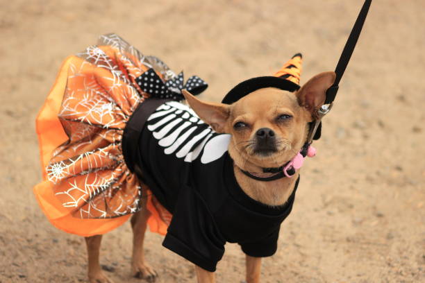 Chihuahua in Halloween costume stock photo