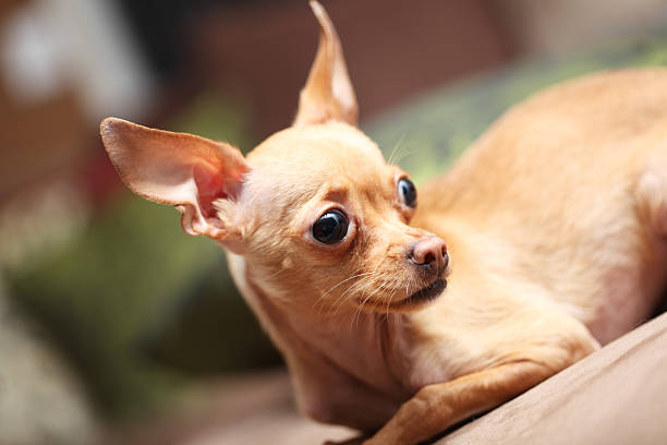 Chihuahua looking away stock photo