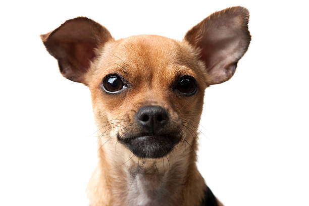 Best Silhouette Of Short Haired Chihuahua Puppies Stock Photos