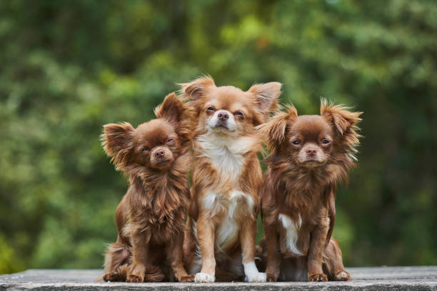Chihuahua Chihuahua pure bred dog outdoor. chihuahua dog stock pictures, royalty-free photos & images