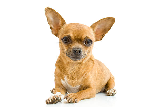 Chihuahua chihuahua isolated on white chihuahua dog stock pictures, royalty-free photos & images