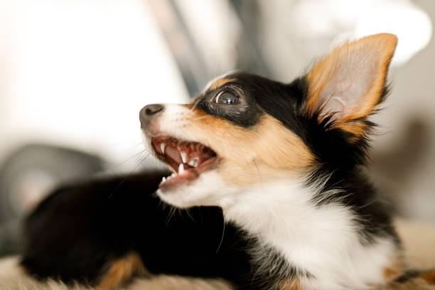 Howling Puppy Stock Photos, Pictures & RoyaltyFree Images
