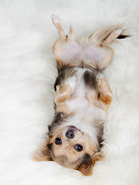 Chihuahua puppy lying on white furry carpet stock photo