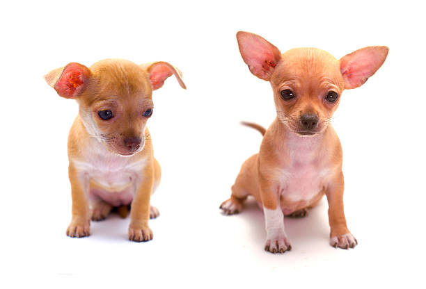 Chihuahua puppy stock photo