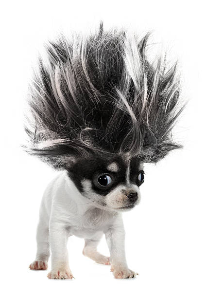 Chihuahua puppy small dog with crazy troll hair This is a long-haired chihuahua puppy small dog with crazy troll hair. animal hair photos stock pictures, royalty-free photos & images