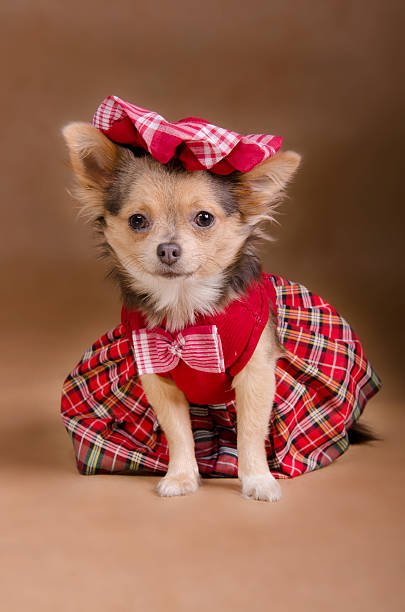 Chihuahua puppy wearing red chequered dress and cap stock photo