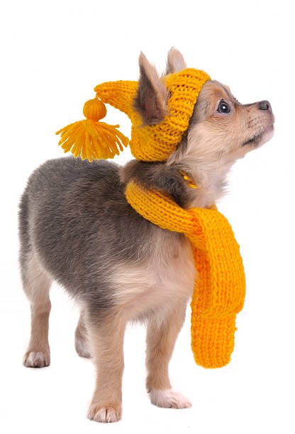 Chihuahua puppy wearing yellow hat and scarf stock photo