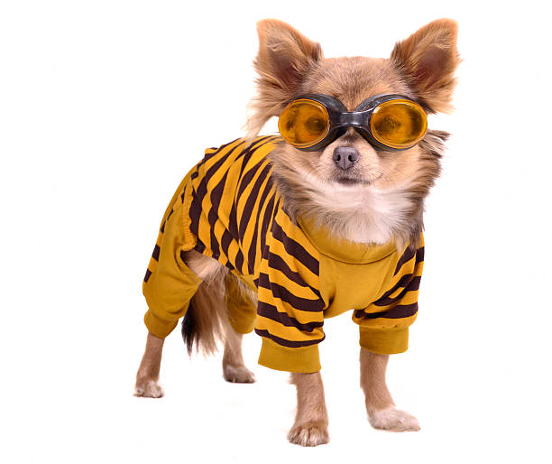 Chihuahua puppy wearing yellow suit and goggles stock photo