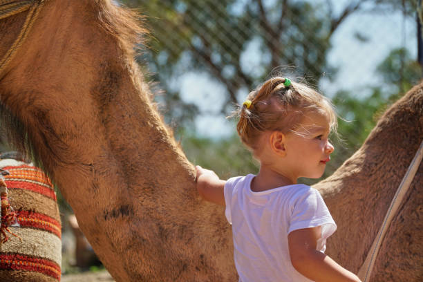 Child and camel. A girl stands next to a camel at the zoo. Kid and wild animal. Child and camel. A girl stands next to a camel at the zoo. Kid and wild animal. High quality photo hot arabic girl stock pictures, royalty-free photos & images