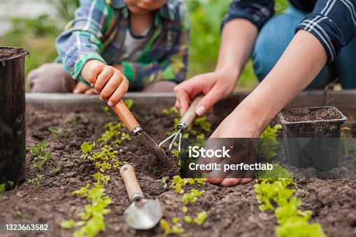 istock Child and mother gardening in vegetable garden in backyard 1323663582