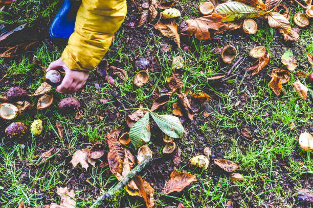 Child collecting conkers in the park picking the best from the ground in Autumn outdoors Child collecting conkers in the park picking the best from the ground in Autumn outdoors horse chestnut seed stock pictures, royalty-free photos & images