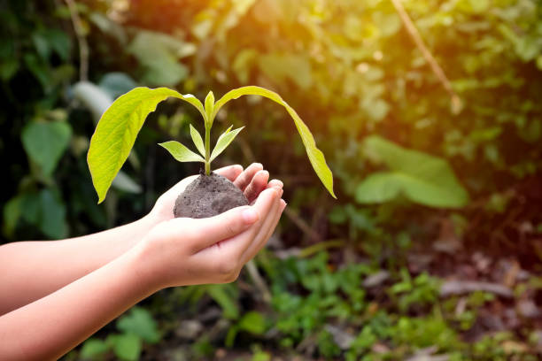 child hands holding a tree sapling or seedling at sunrise. world environment and earth day, environmental care, csr and awareness at young age, new life, reforestation and conservation concept. - social responsibility imagens e fotografias de stock