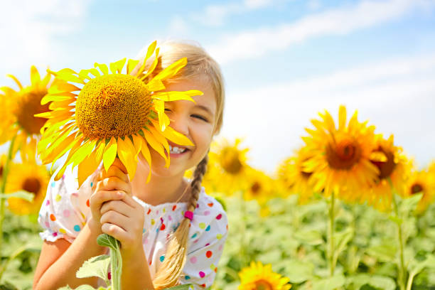 Child playing in sunflower field on sunny summer day stock photo