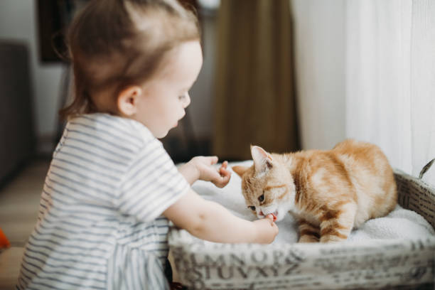 Child playing with cat at home. Kids and pets. stock photo