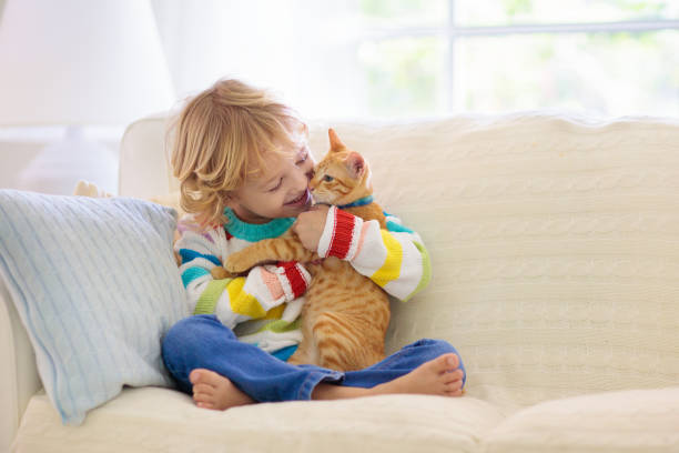 Child playing with cat. Kid and kitten. Child playing with cat. Kid holding kitten. Little boy snuggling cute pet animal sitting on couch in sunny living room at home. Kids play with pets. Children and domestic animals. domestic animals stock pictures, royalty-free photos & images