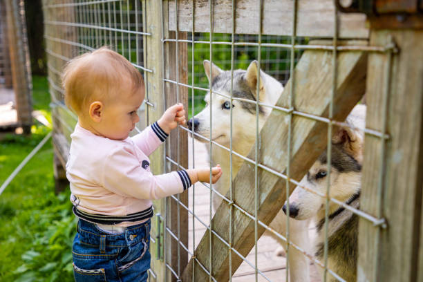 child playing with husky dog puppies in finland in lapland in winter. - kemerovo imagens e fotografias de stock