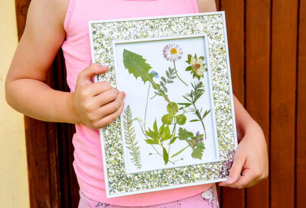 Child showing handmade dried pressed real flowers plants in picture frame. Arts and crafts concept. Framed plants. Child showing handmade dried pressed real flowers plants in picture frame. Arts and crafts concept. Framed plants. dried plant photos stock pictures, royalty-free photos & images