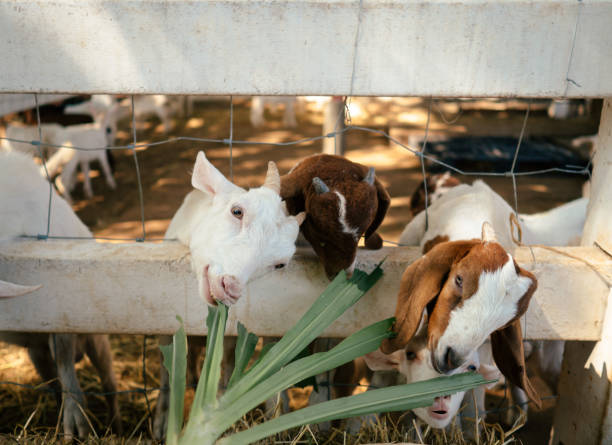 Childhood goats graze stock photo