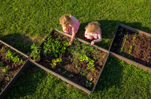 Children at community garden picking lettuce for eating. Boxes filled with soil and with various vegetable plants growing inside, raised bed. Sunny spring evening. stock photo