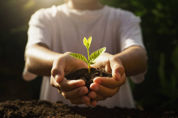children caring young plant. hand holding small tree in morning light children caring young plant. hand holding small tree in morning light sapling stock pictures, royalty-free photos & images