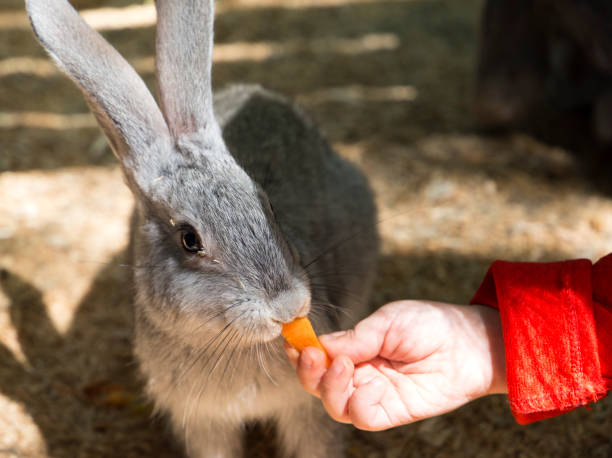 Children feed rabbit in contact petting zoo stock photo