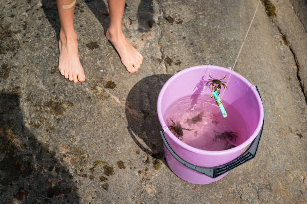 Children fishing crabs Childen fishing crabs in the ocean and put the crabs in a bucket. Later on they set the crabs free. crabbing stock pictures, royalty-free photos & images