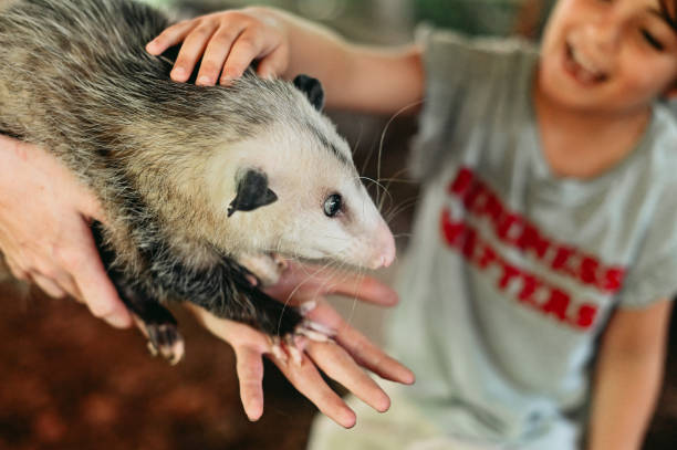 Children pet a rescue opossum during a wild animal encounter stock photo
